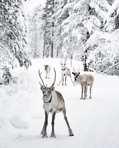 Reindeers in the Snow