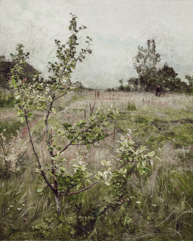 Field of Meadows
