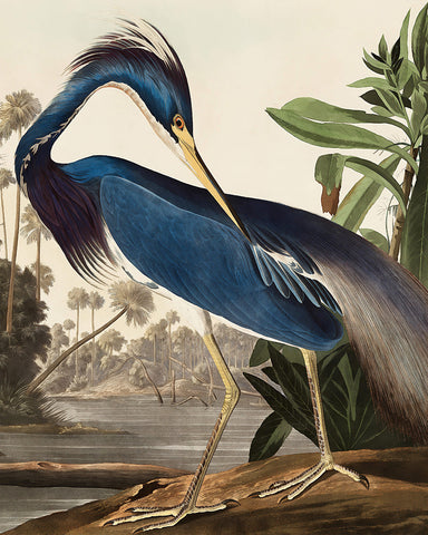 John Audubon - Louisiana Heron