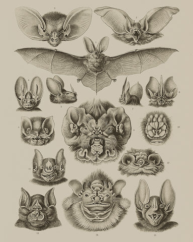 Bat Species