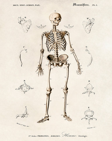 Human Skeleton No2