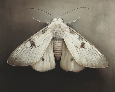 Moth