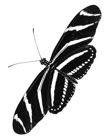 Zebra Longwing Butterfly