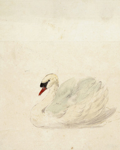 Aert Schouman - Zwaan