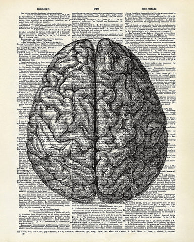 Human Anatomy Brain