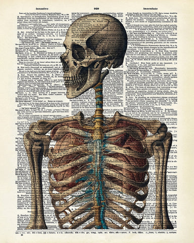 Human Skeleton No3