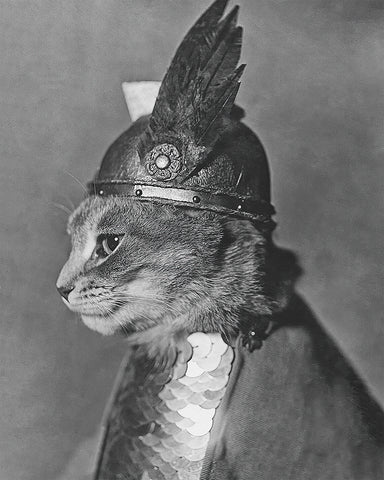 Brunnhilde The Cat