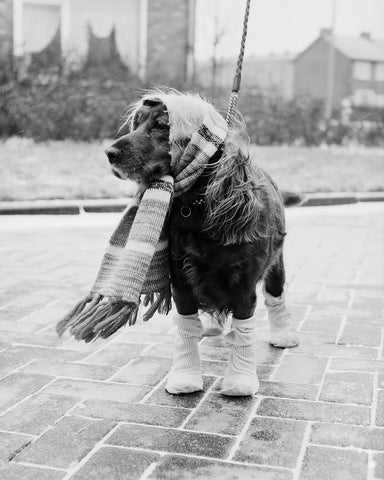 Dog Dressed for Winter