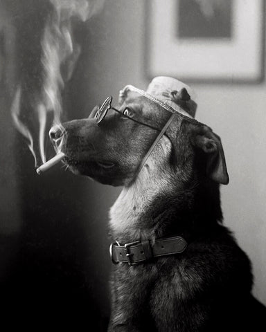 Classy Dog Smoking a Cigarette
