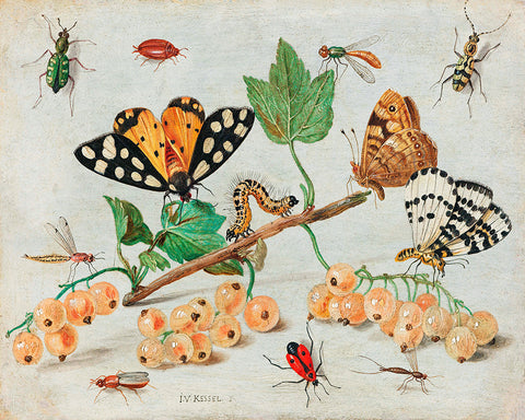 Insects and Fruit