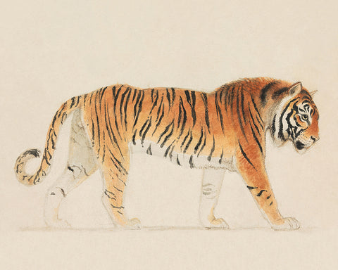 Thomas Stothard - A Tiger