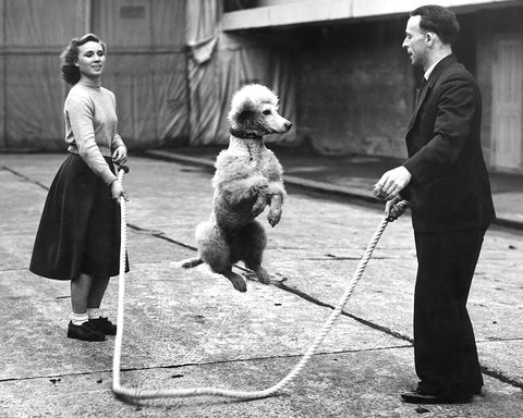 Poodle Jumping Rope