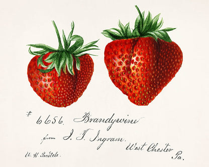 Strawberries