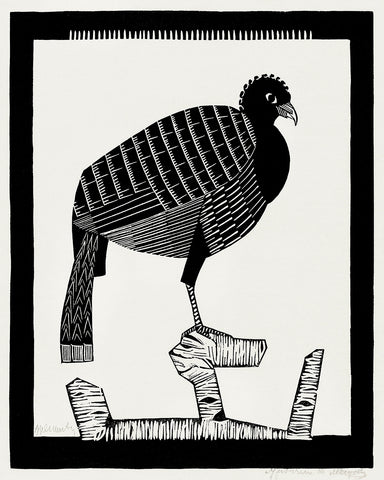 Pauwies Bird
