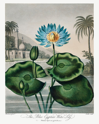 Robert John Thornton - The Blue Egyptian Water Lily