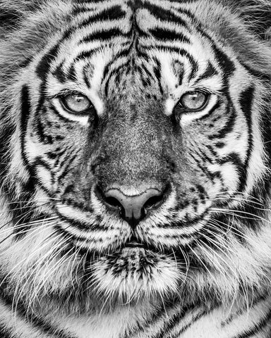 Tiger No2