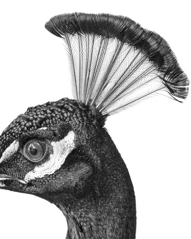 Peacock No1