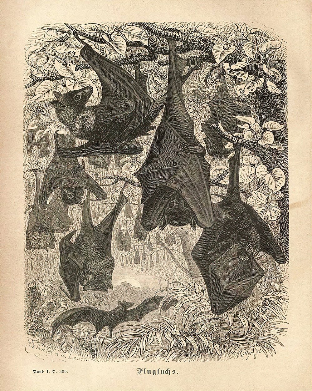 Flying Foxes