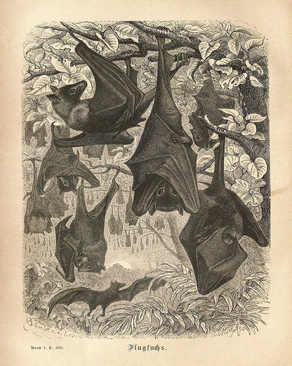Flying Foxes