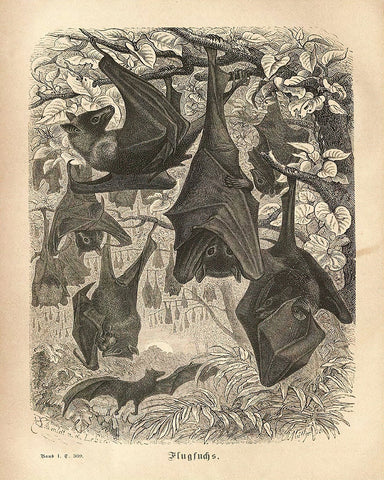 Flying Foxes