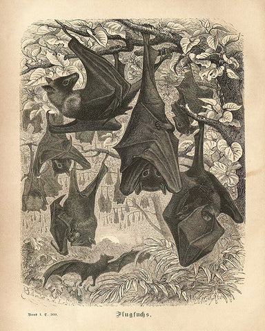 Flying Foxes