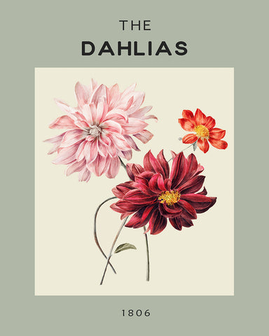 The Dahlias
