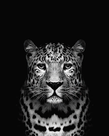 Tiger No3