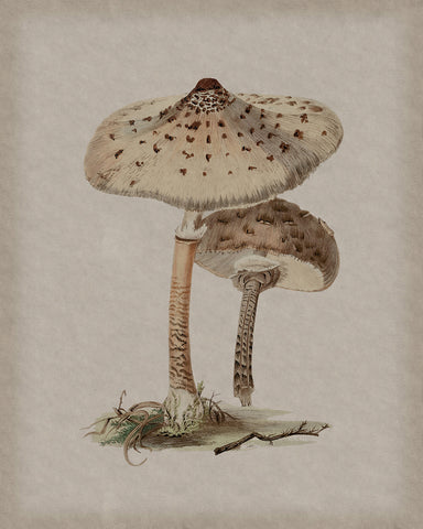 Parasol Mushroom