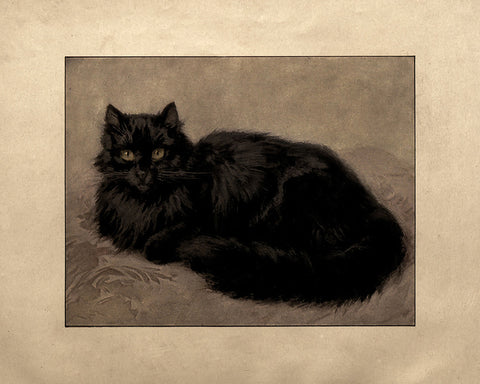 Black Persian Cat