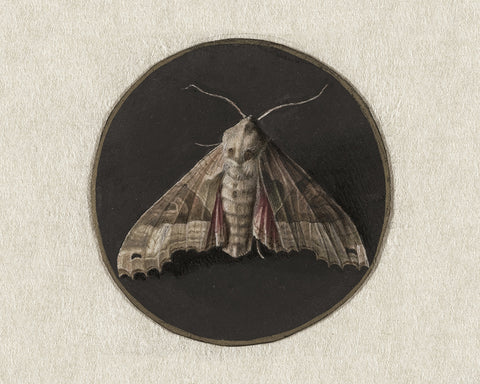 Jan Augustin van der Goes - Owlet Moth