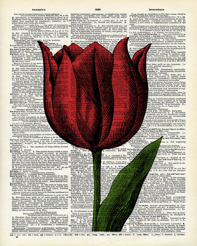 Red Tulip