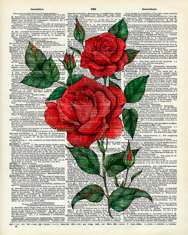 Red Rose