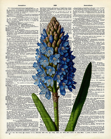 Blue Hyacinth