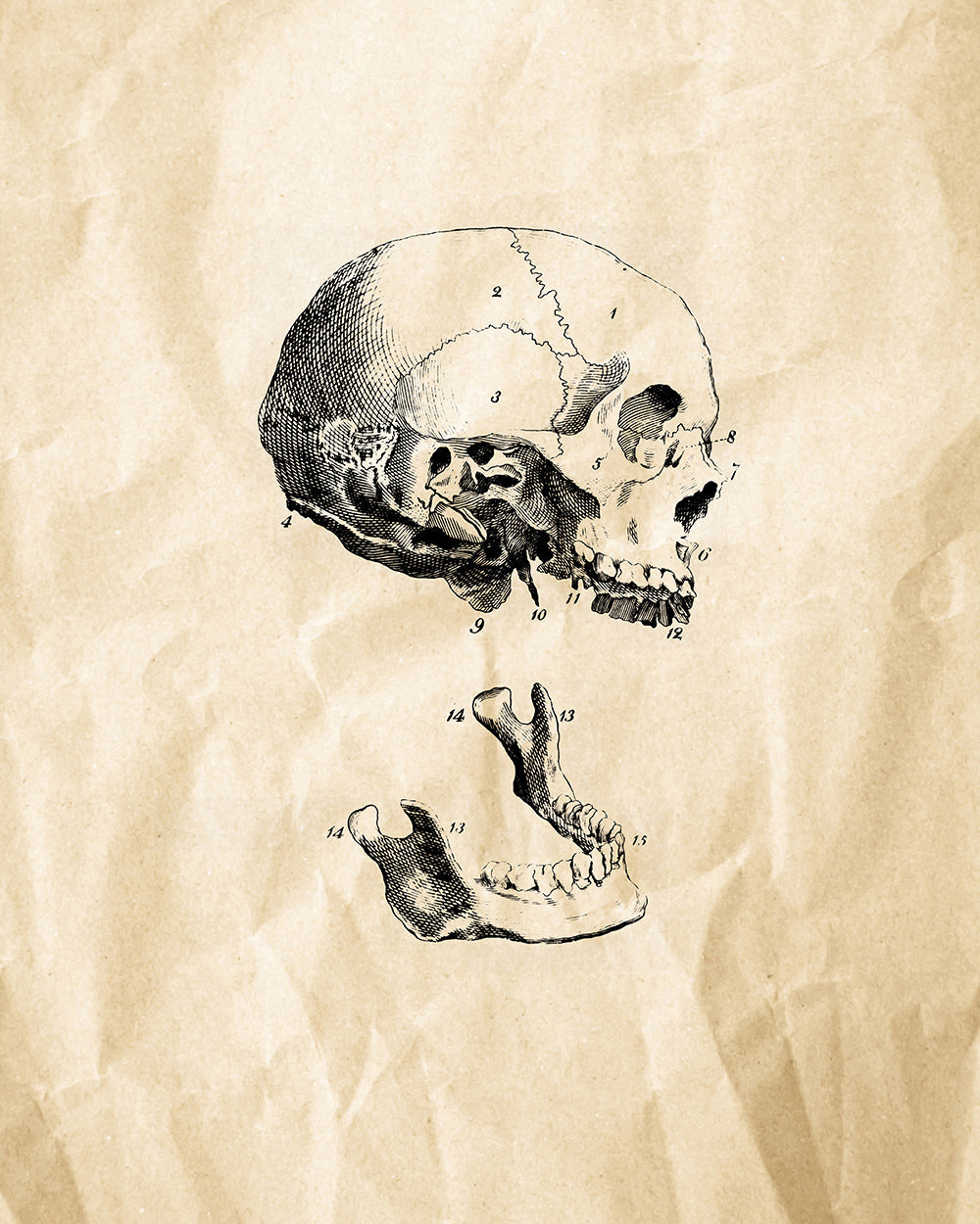 Human Skull Poster Master