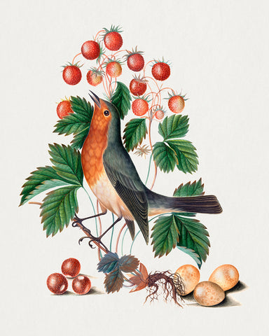 James Bolton - European Robin and Wild Strawberry