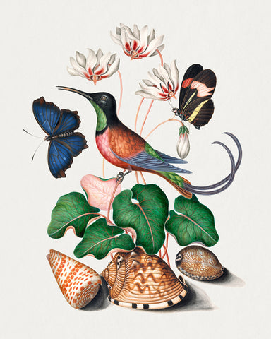 James Bolton - Hummingbird and Butterfly Illustration