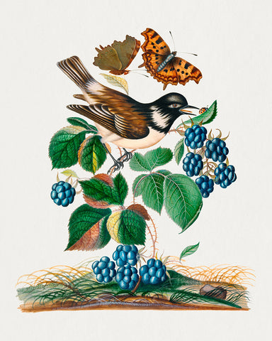 James Bolton - White-cheeked Starling, Bramble and Eurasian Comma and Seven-Spotted Ladybird Beetle on Leaf