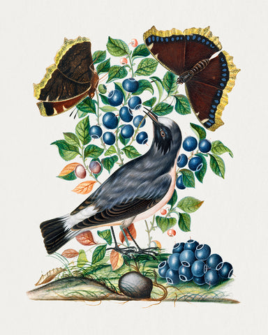 James Bolton - Northern Wheatear, Bilberry and Camberwell Beauty and Pupa