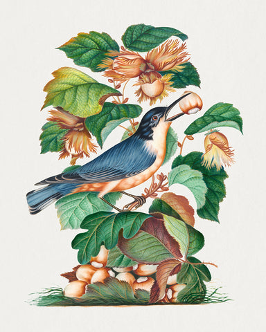James Bolton - Nuthatch, Hazel, Oak and Bramble