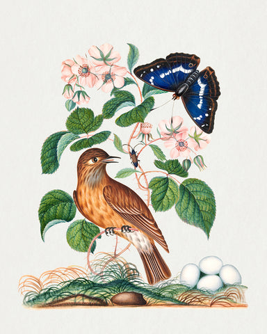 James Bolton - Spotted Flycatcher and Eggs, Bramble and Purple Emperor and Longhorned Beetle