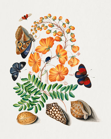 James Bolton - Caesalpinoid Legume Beetle Shell