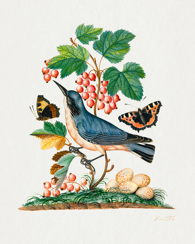 James Bolton - Red Admiral