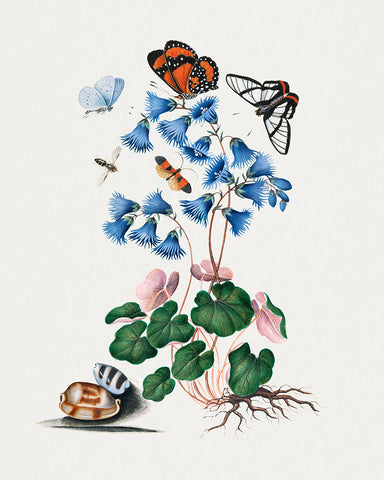 James Bolton - Soldanella, Amazon Angel, Det-winged Beetle and Shells