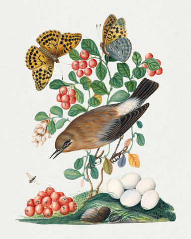 James Bolton - Northern Wheatear, Cowberry and Silver-washed Fritillary and Long-legged Fly