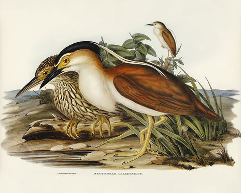 Nankeen Night Heron