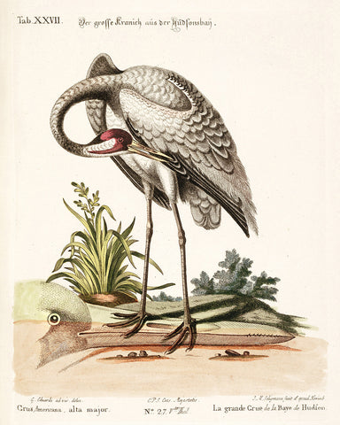 Johann Michael Seligmann - Grus Americana, alta major