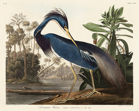 John James Audubon - Louisiana Heron