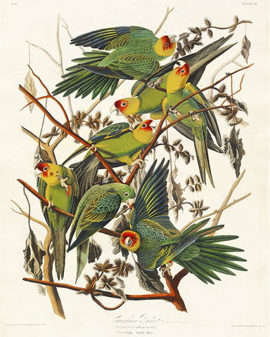 John James Audubon - Carolina Parrot