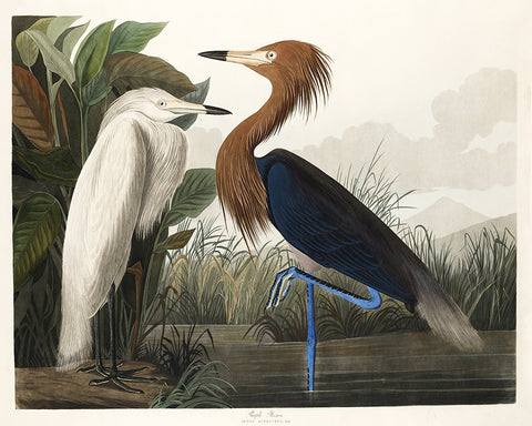 John James Audubon - Purple Heron