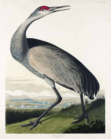 John James Audubon - Whooping Crane No1